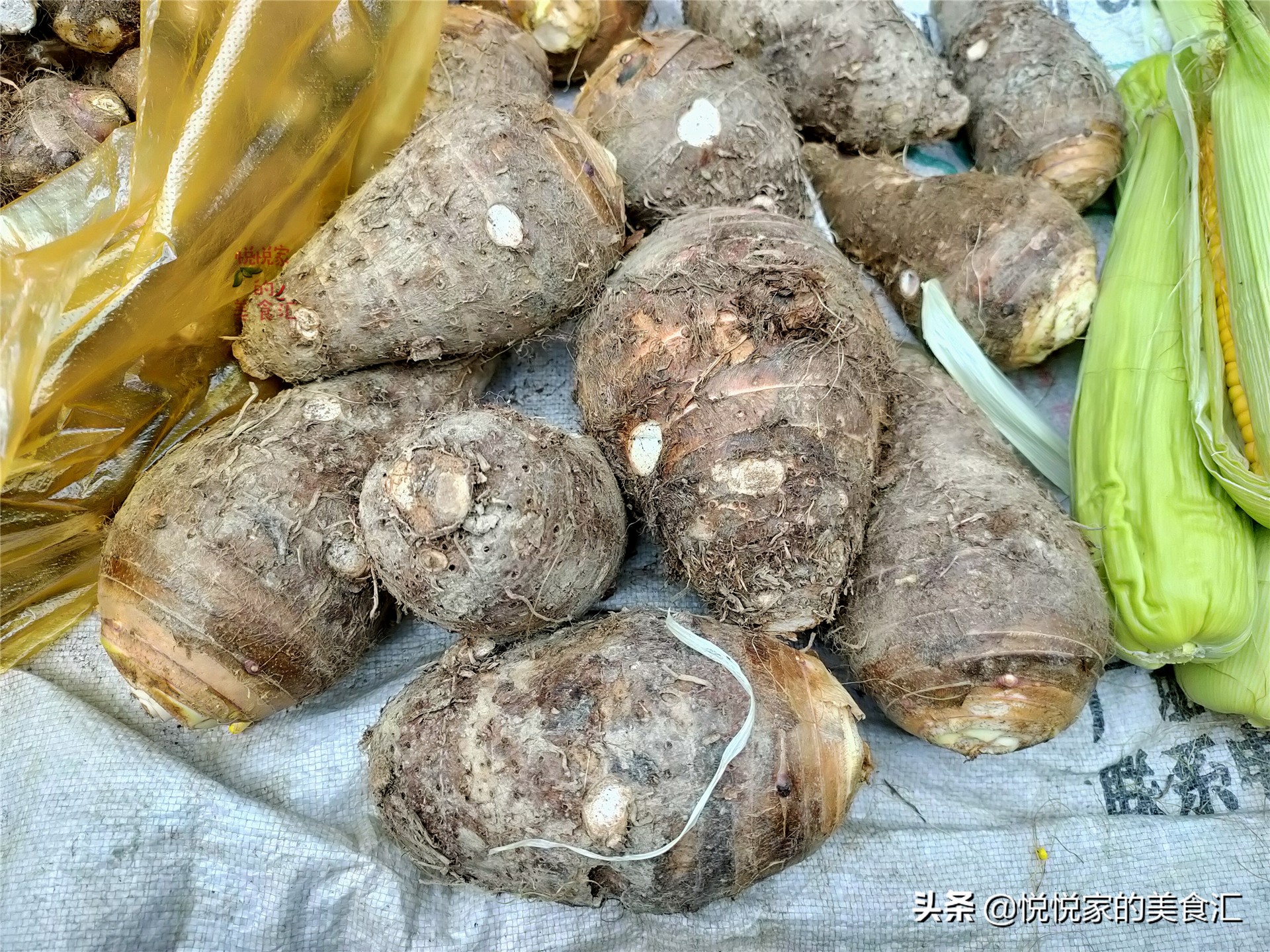 买荔浦芋头攻略,怎样选香芋才是正确的