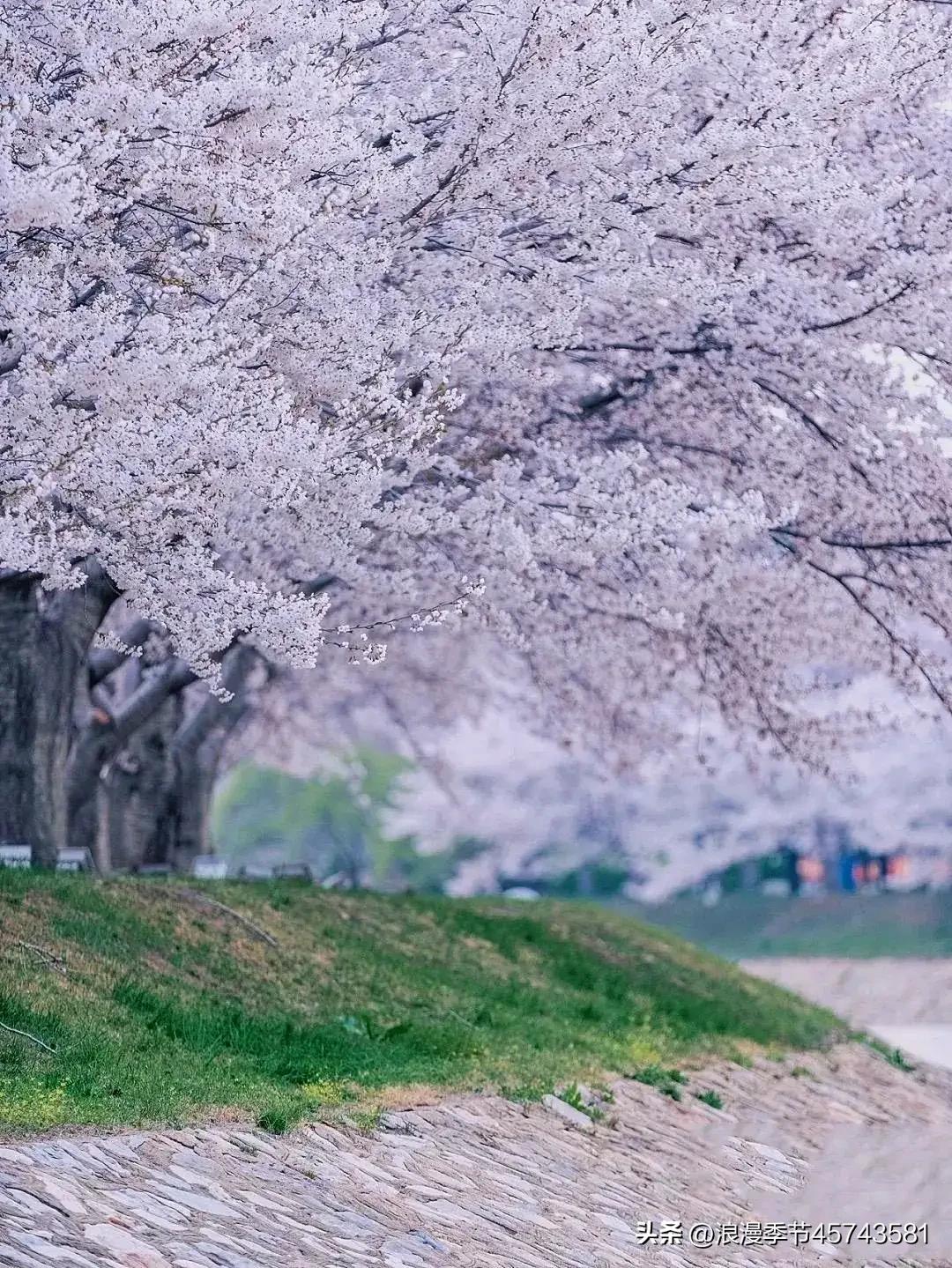 花开时节更清新的散文,春暖花开的季节散文