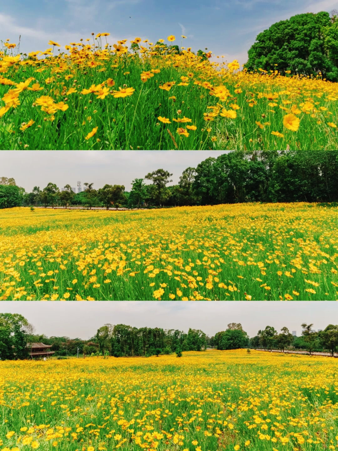 金鸡菊花海旅游攻略,金鸡菊花海美景