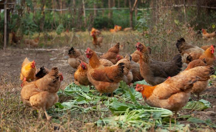 引起鸡瘫痪的九大原因,鸡瘫痪不能行走是什么病用什么药