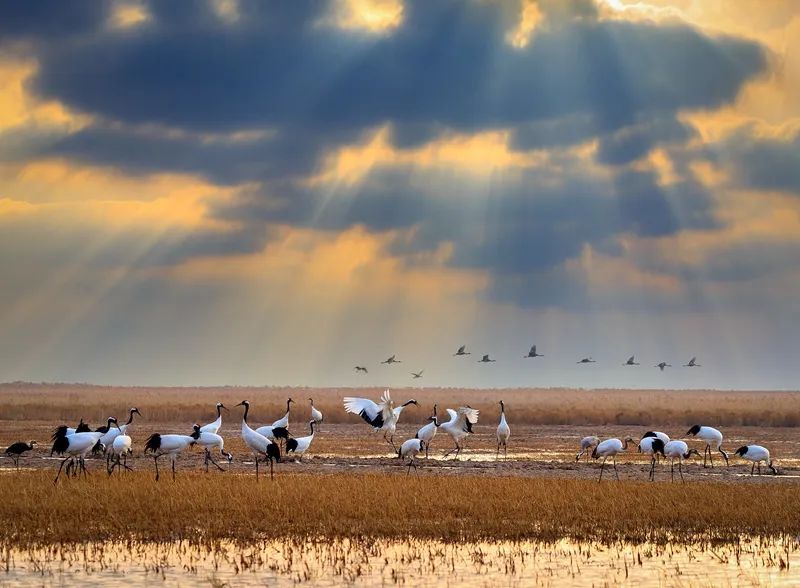 神奇盐城黄海湿地，600年前被施耐庵装进了《水浒传》|方志江苏