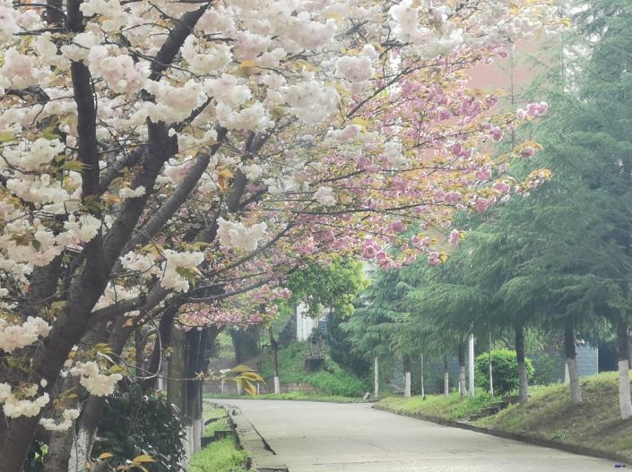 黄陂市新洲一中怎么样,武汉新洲一中与黄陂一中哪家强