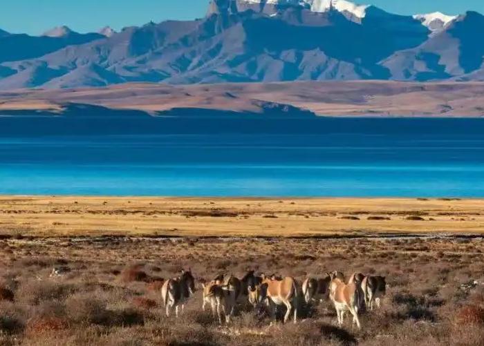 去西藏必吃的五种美食,去西藏必买的东西