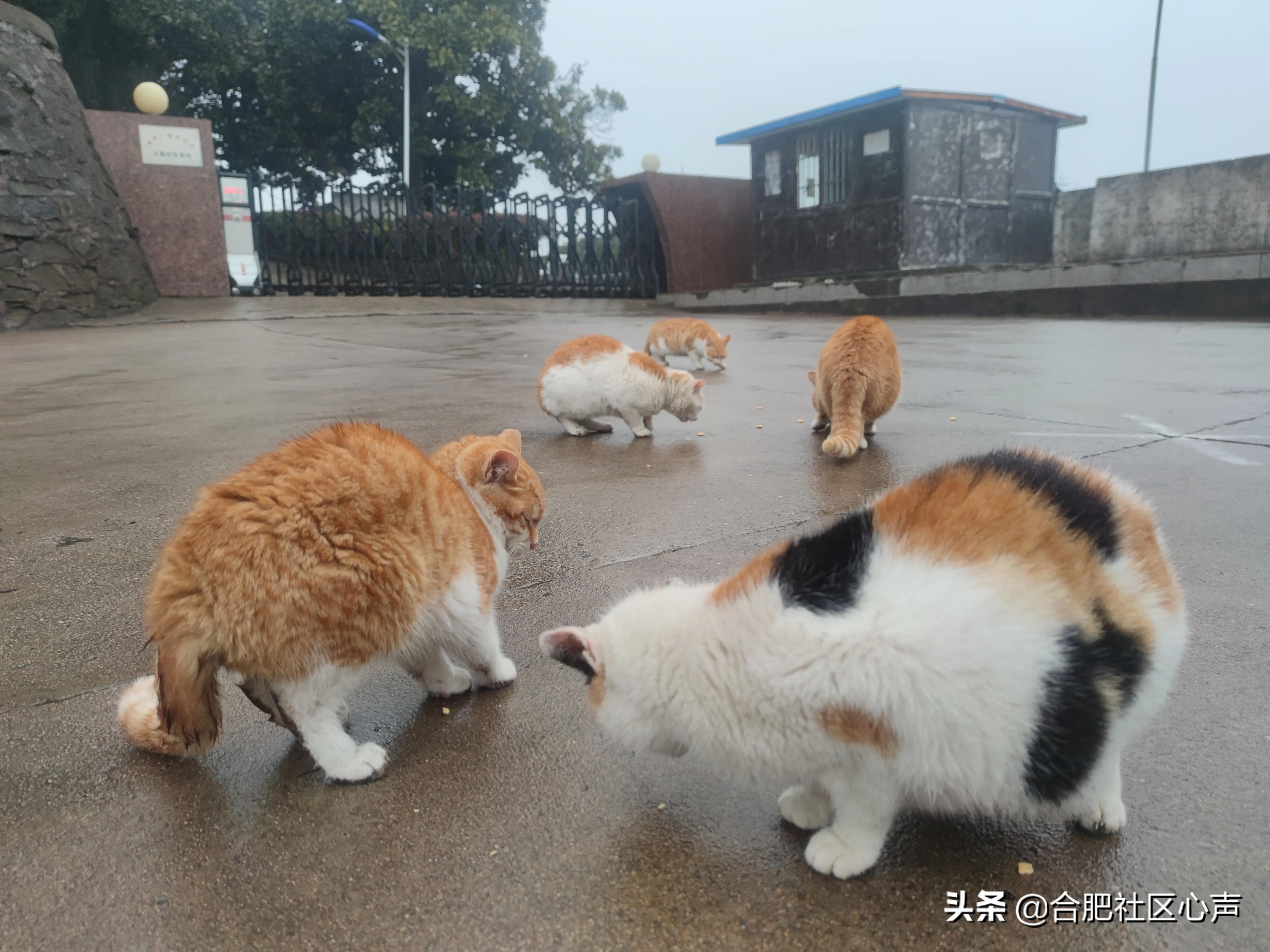 合肥有很多流浪猫的地方,合肥哪有流浪猫