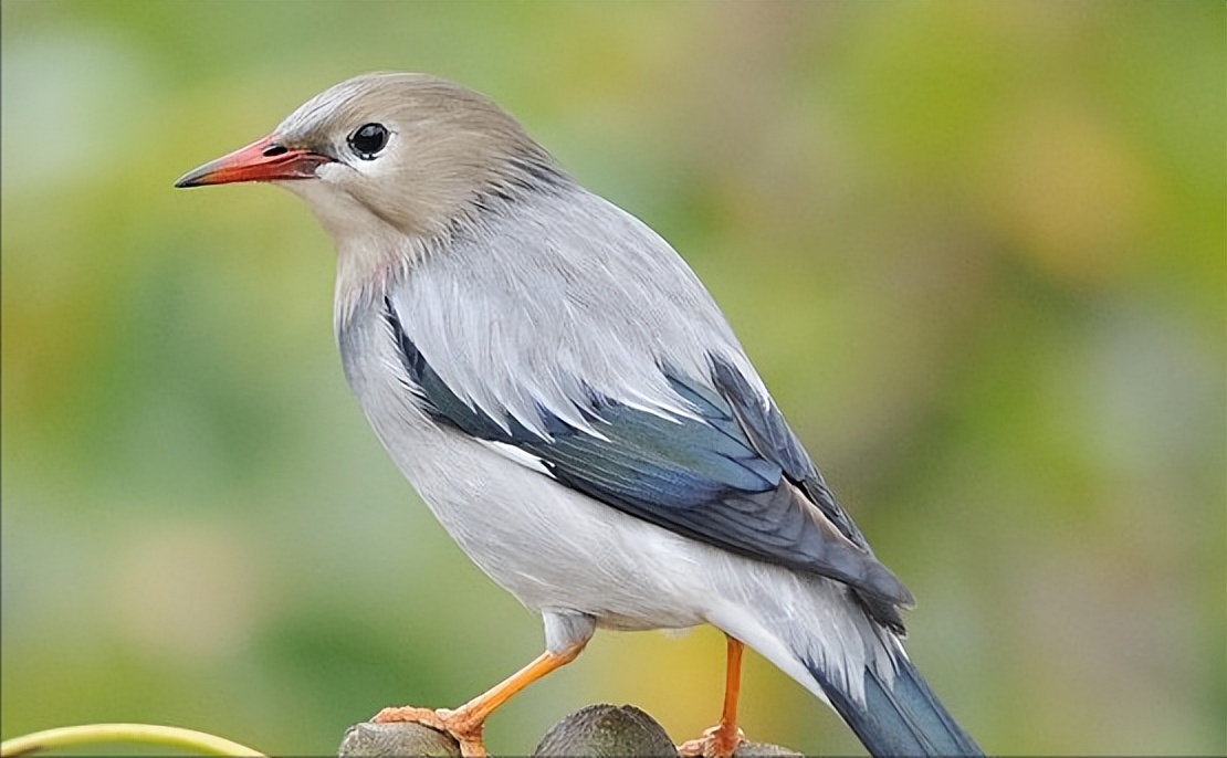 所有鸟图片大全大图,50张最佳鸟类摄影作品