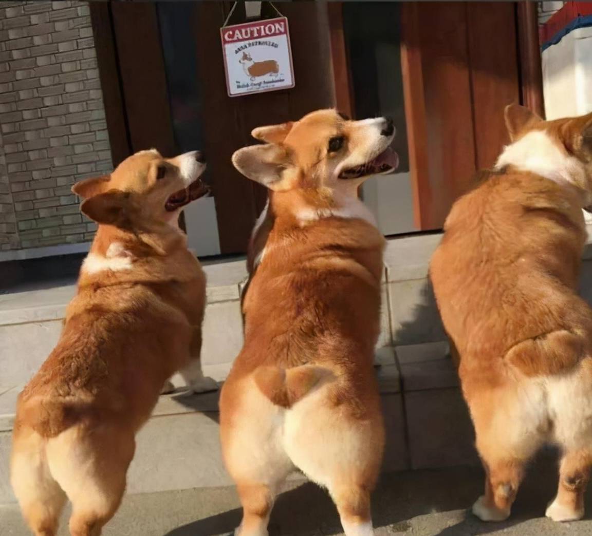 动物在交配前，为啥会先闻对方的屁股，小小肛门释放了多少信息？