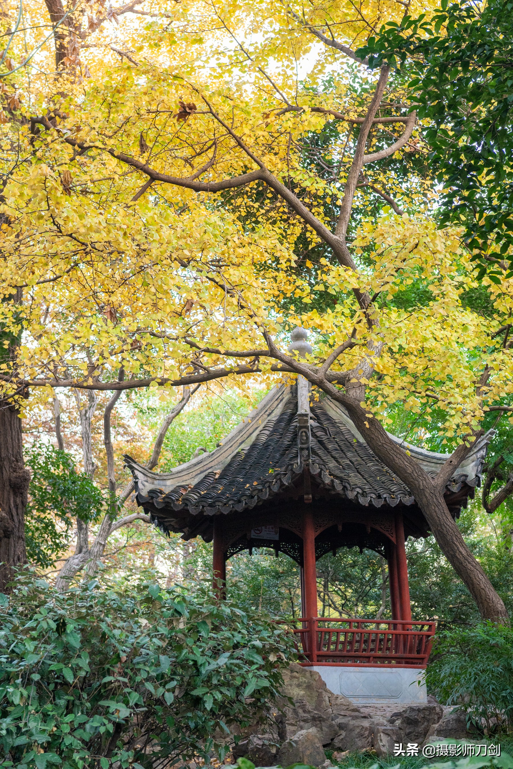 附近银杏树打卡地上海,上海CET市中心银杏打卡