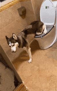 养狗10年才知道狗狗也会有胃胀气,养狗知识狗狗一天该拉几次粑粑