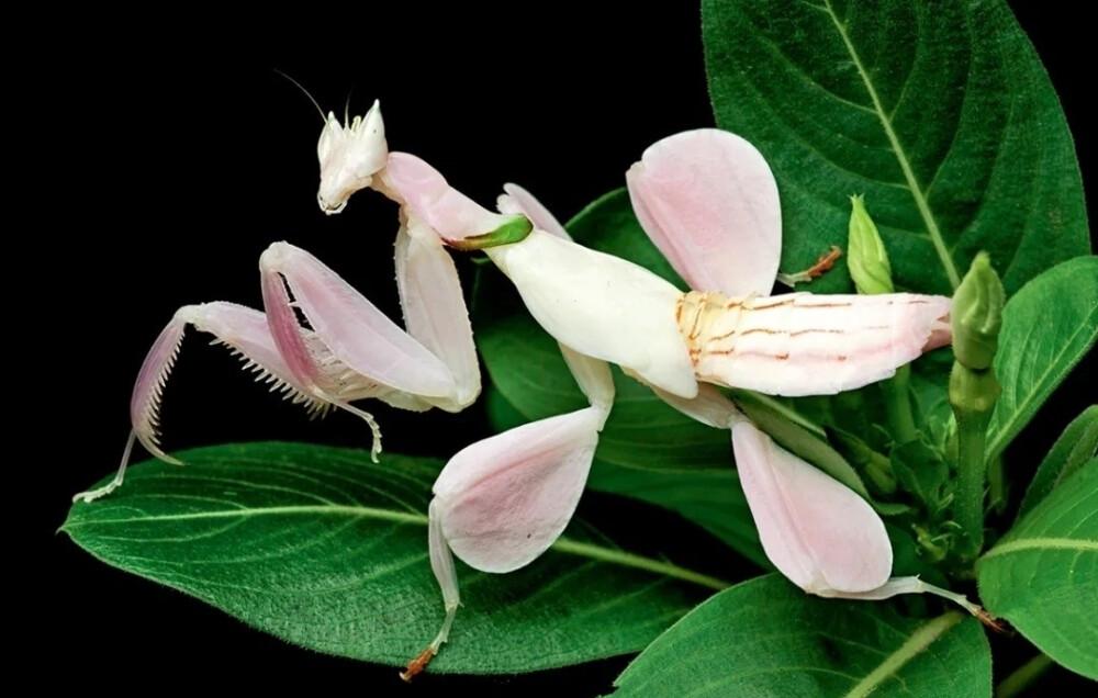 快来看看，兰花的世界真奇妙|壹木星球No.14