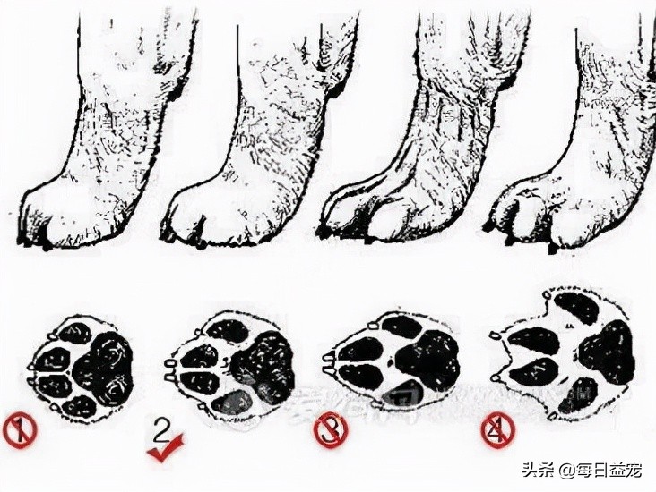 纯种拉布拉多犬特征介绍图解,纯种拉布拉多幼崽特征