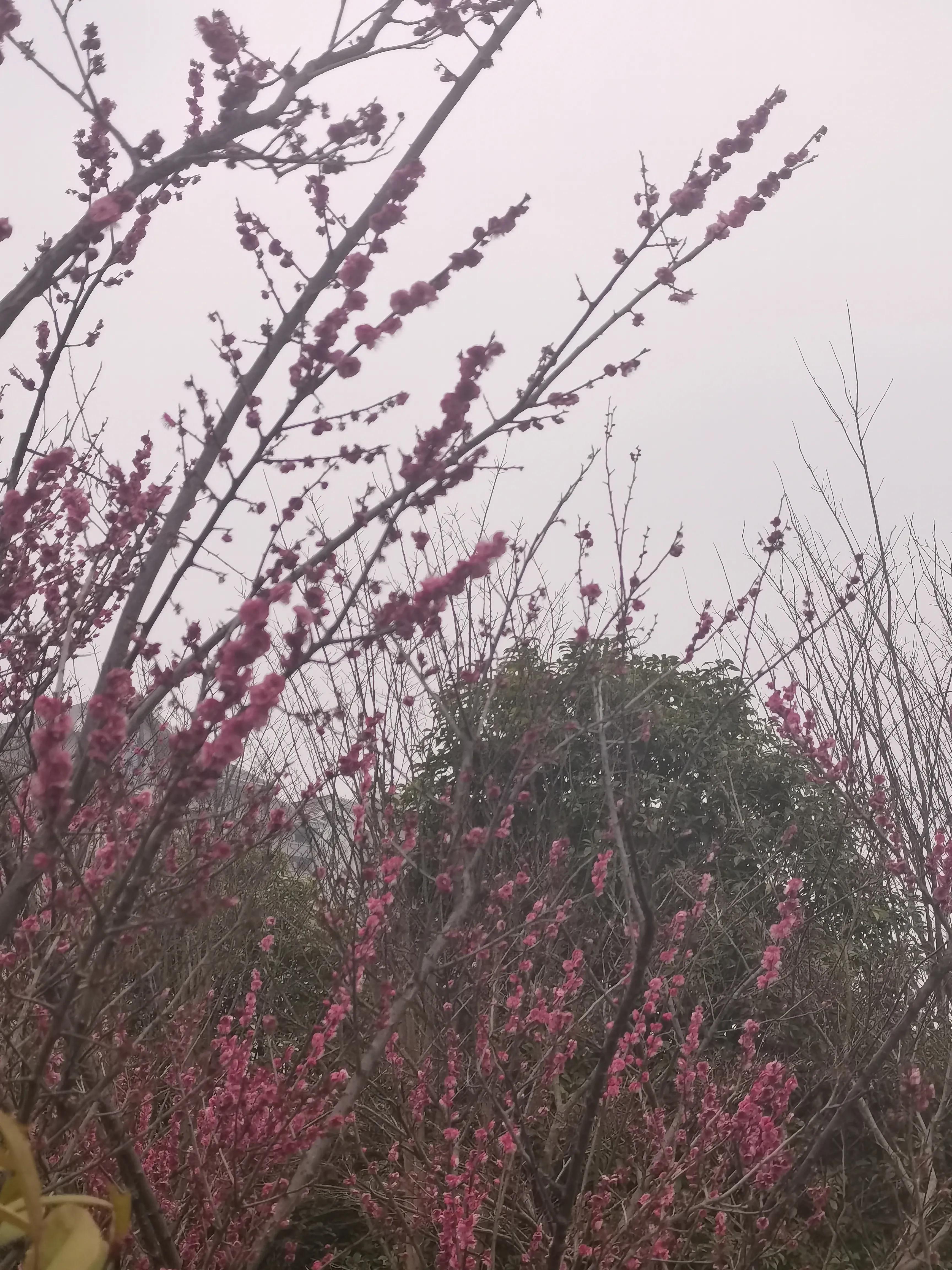 贵阳双龙生态公园怎么样,贵阳菊海双龙生态公园房价