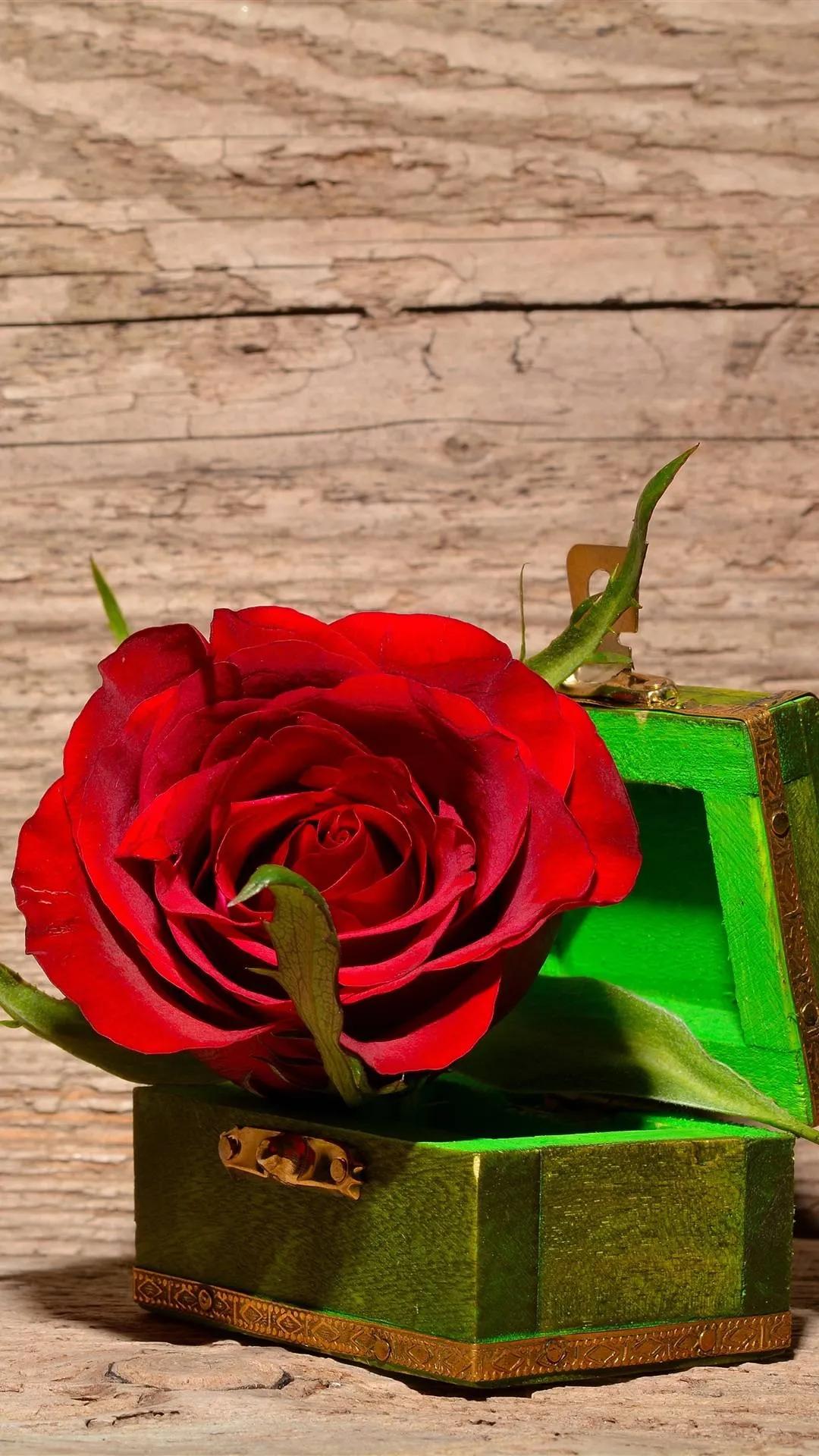 520浪漫玫瑰花壁纸,红玫瑰花壁纸大图