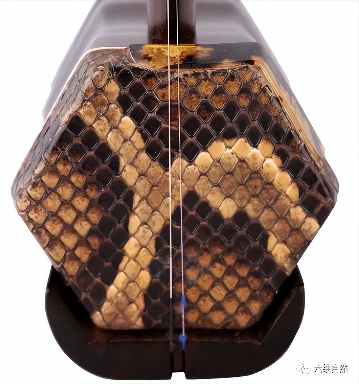 抓捕过最长的蟒蛇,最长蟒蛇视频真实