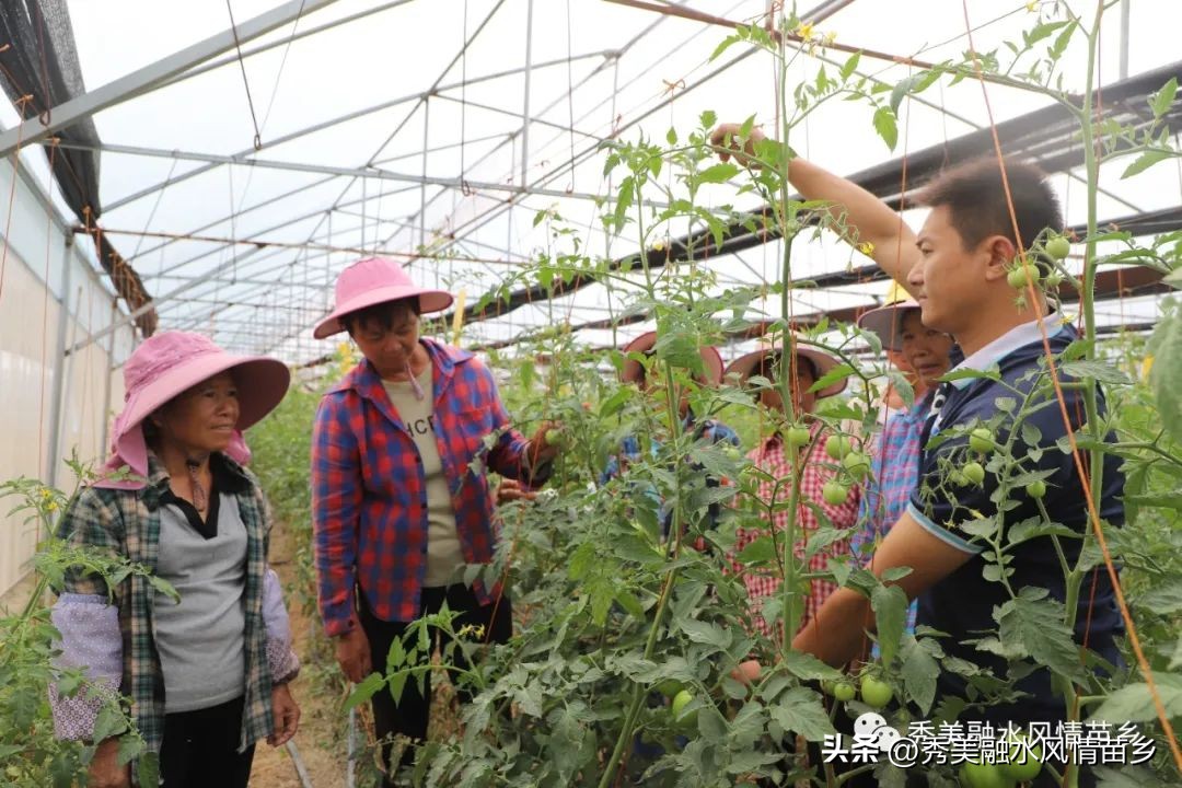 如何以蔬菜产业带动农民增收,蔬菜种植庭院经济助力乡村振兴