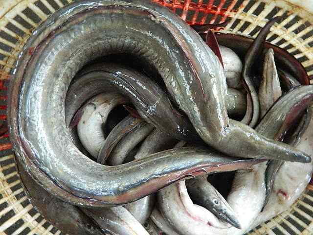 日本鳗鱼繁殖之谜是真的吗,日本产鳗鱼造假事件