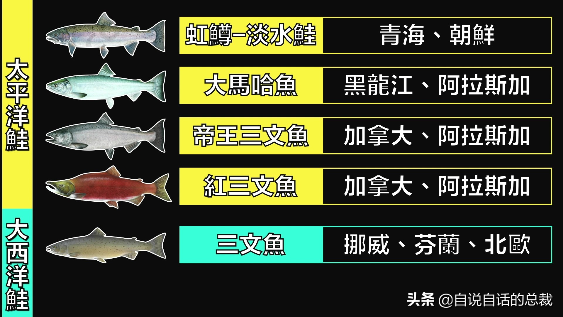 国内的假三文鱼是什么鱼,哪种才是真正的三文鱼