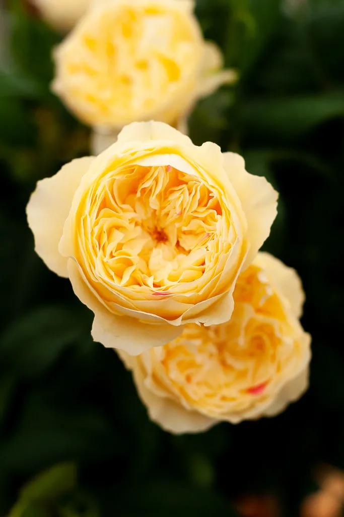 日本超微月季有几个品种,友禅系月季是什么意思