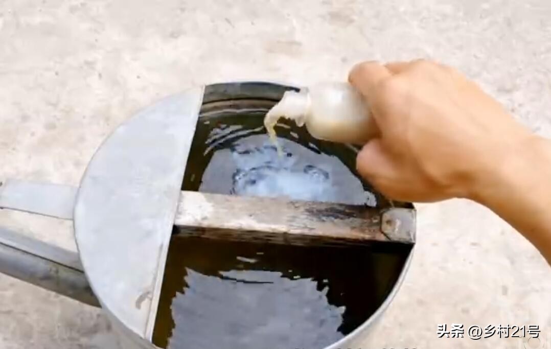 冬季能种植的耐寒蔬菜,冬天可以种的蔬菜合集