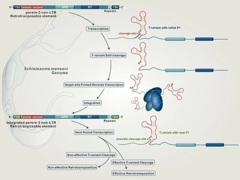 复旦上医,复旦上医最新排名