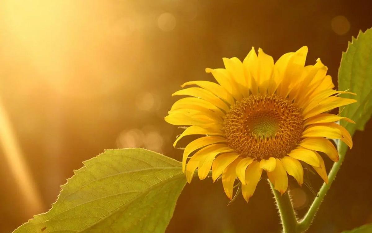 报名长沙岩石信息技术服务有限公司，做自媒体大佬