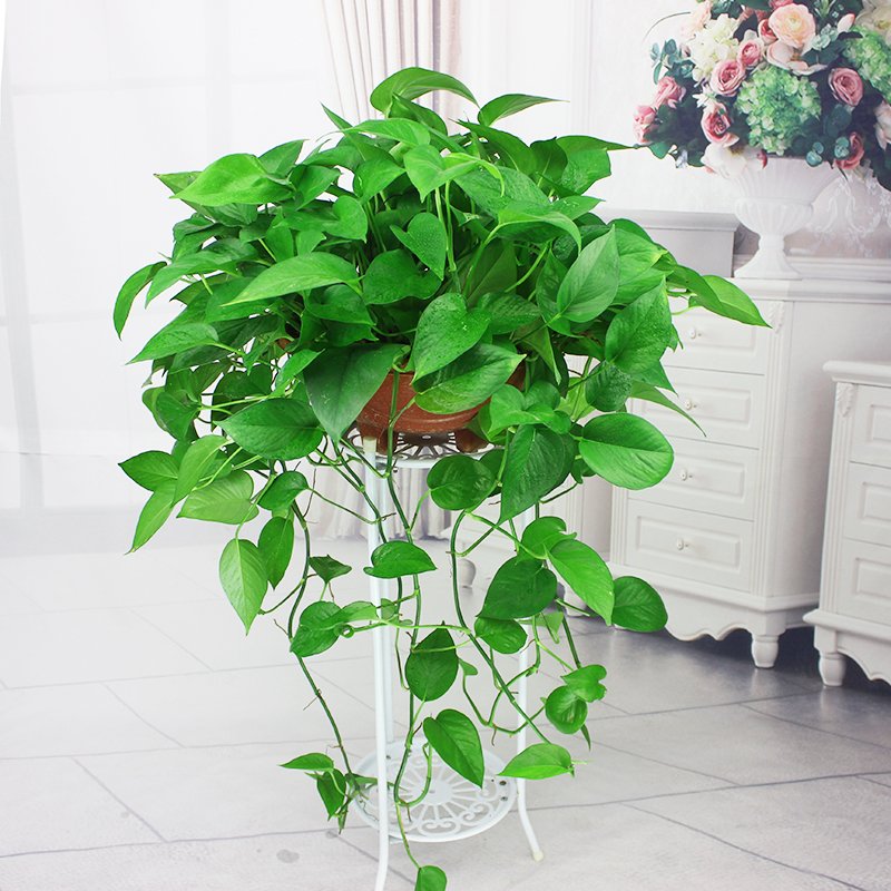 治愈系盆栽绿植推荐,室内小型绿植花卉推荐品种