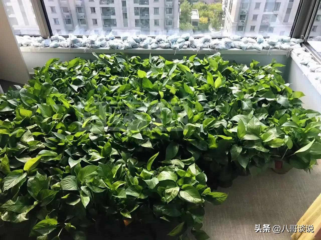 新房刚装修好怎么合理通风,新房什么季节通风最好