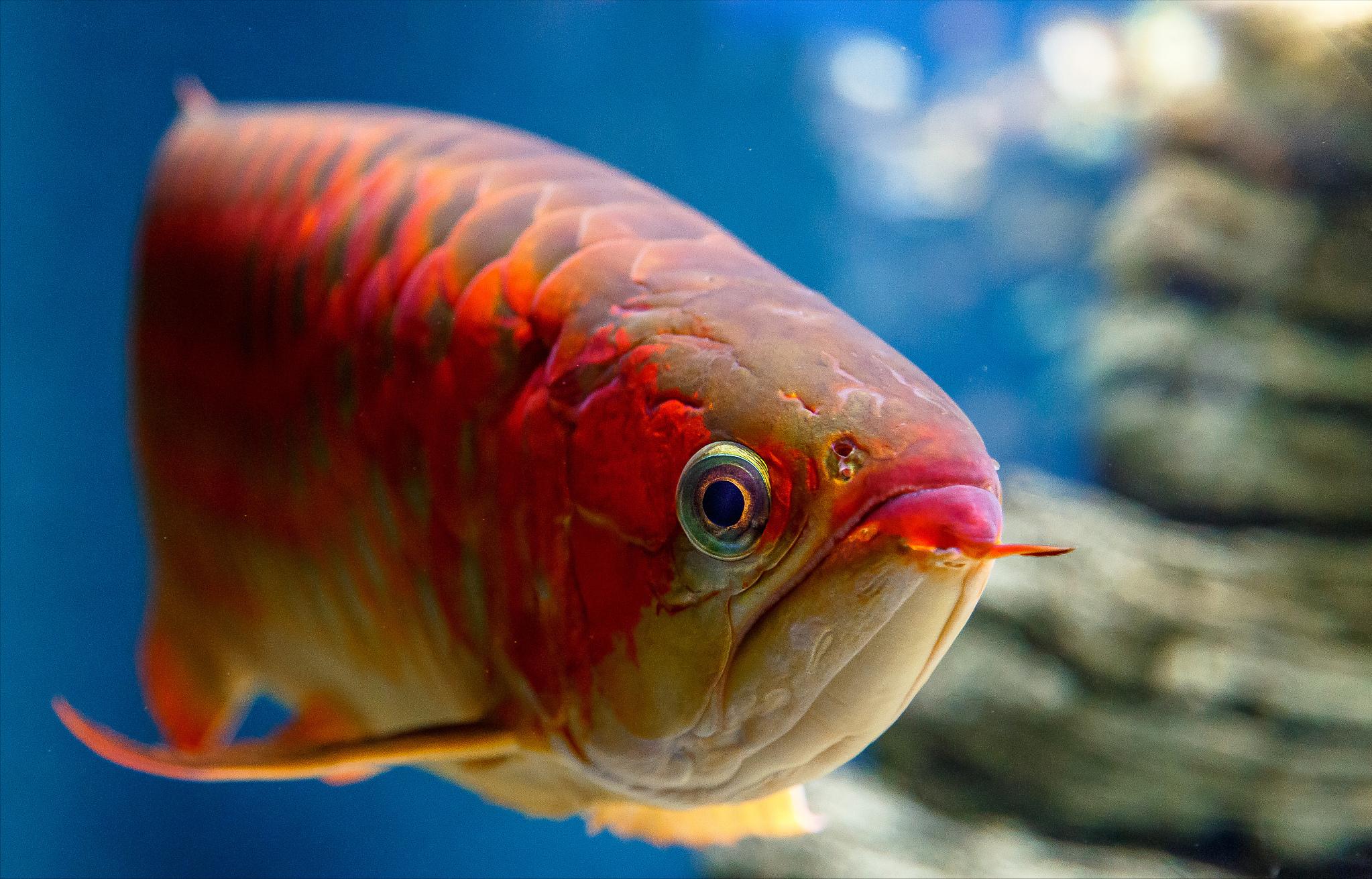 帝龙龙鱼怎么样,帝龙和龙神谁厉害