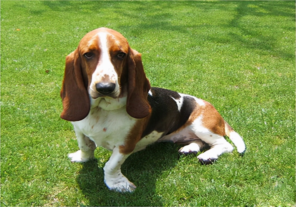 养宠小知识狗狗掉毛补什么营养,狗狗受伤用什么药最好