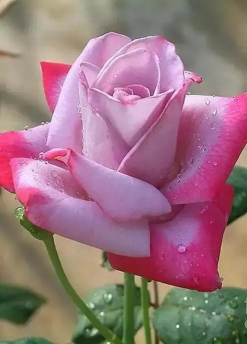 七彩炫光玫瑰花,七彩白玫瑰花