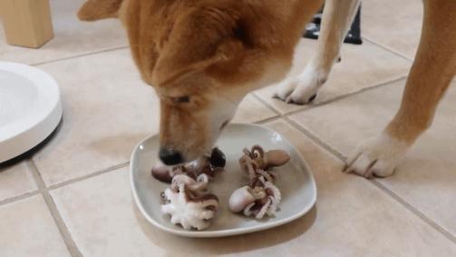 六百万网红想洗白反被封，他哭了狗笑了？网友：他活该