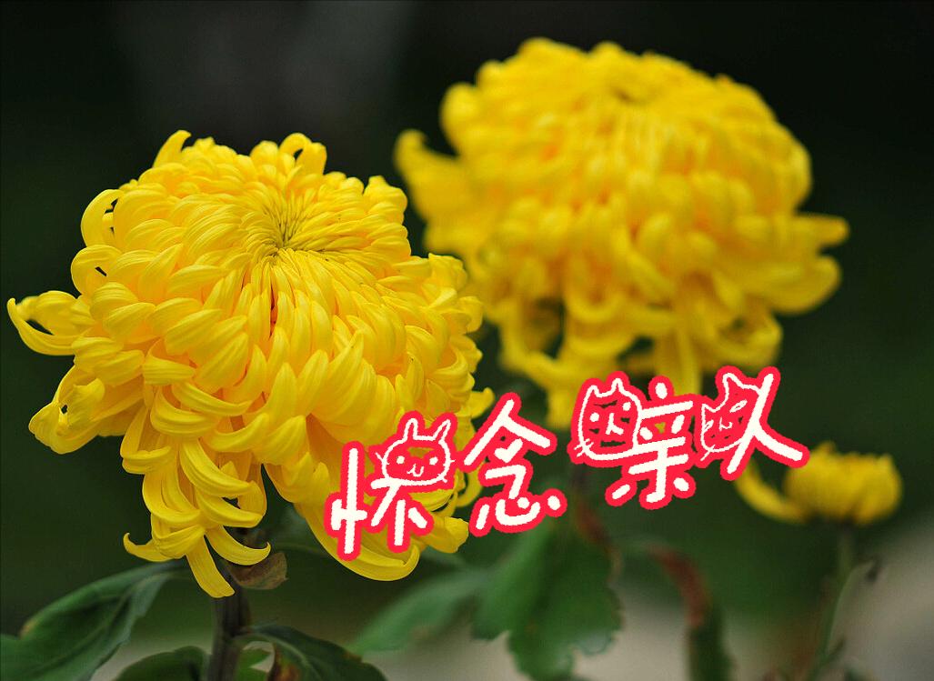 清明节雨纷纷举国上下寄哀思,清明节伤感词思念天堂的父母