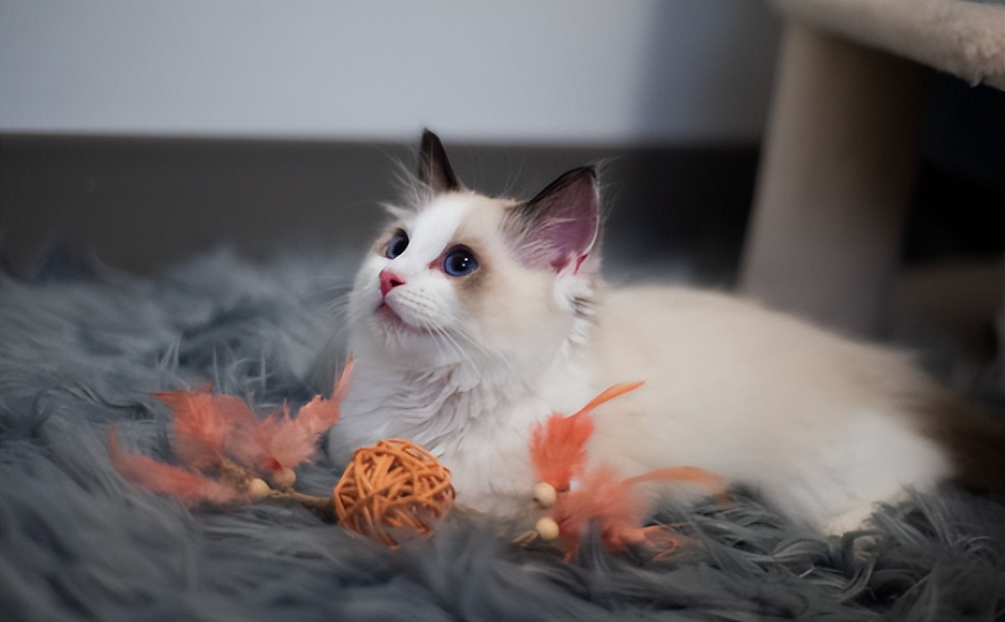 你以为你养的中华田园猫,家里养了中华田园猫