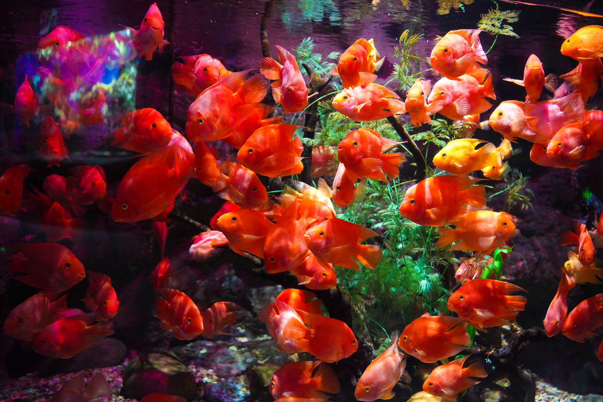 温州瓯海美食一条街,温州乐园刺激惊险