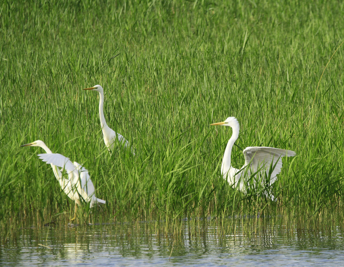 「散文」幽幽青草香，浅浅寄念远