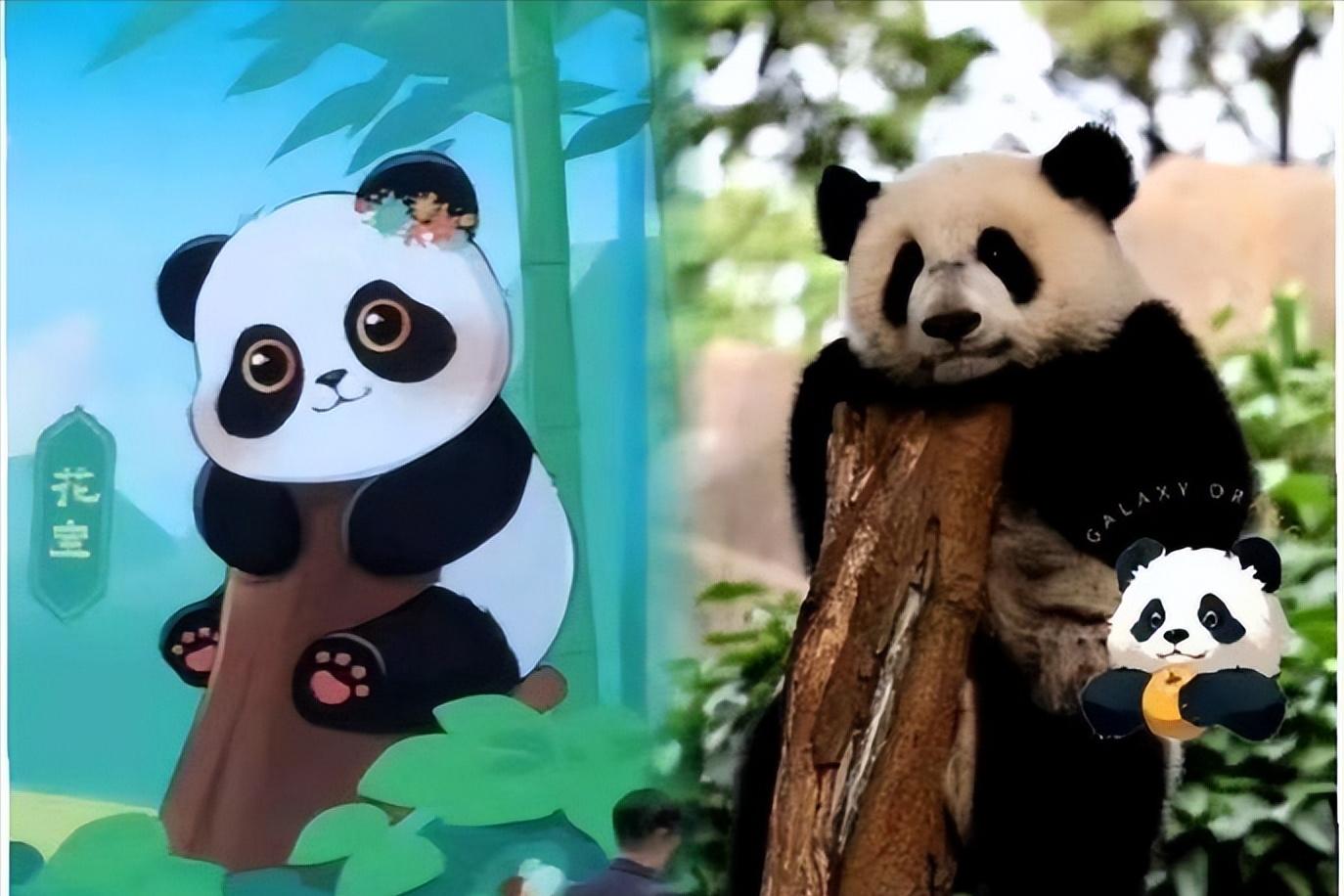 国货品牌蜂花认养大熊猫花宝,蜂花代言人熊猫