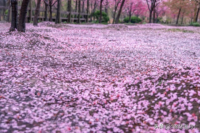 落英缤纷草书欣赏,落英缤纷美句简短