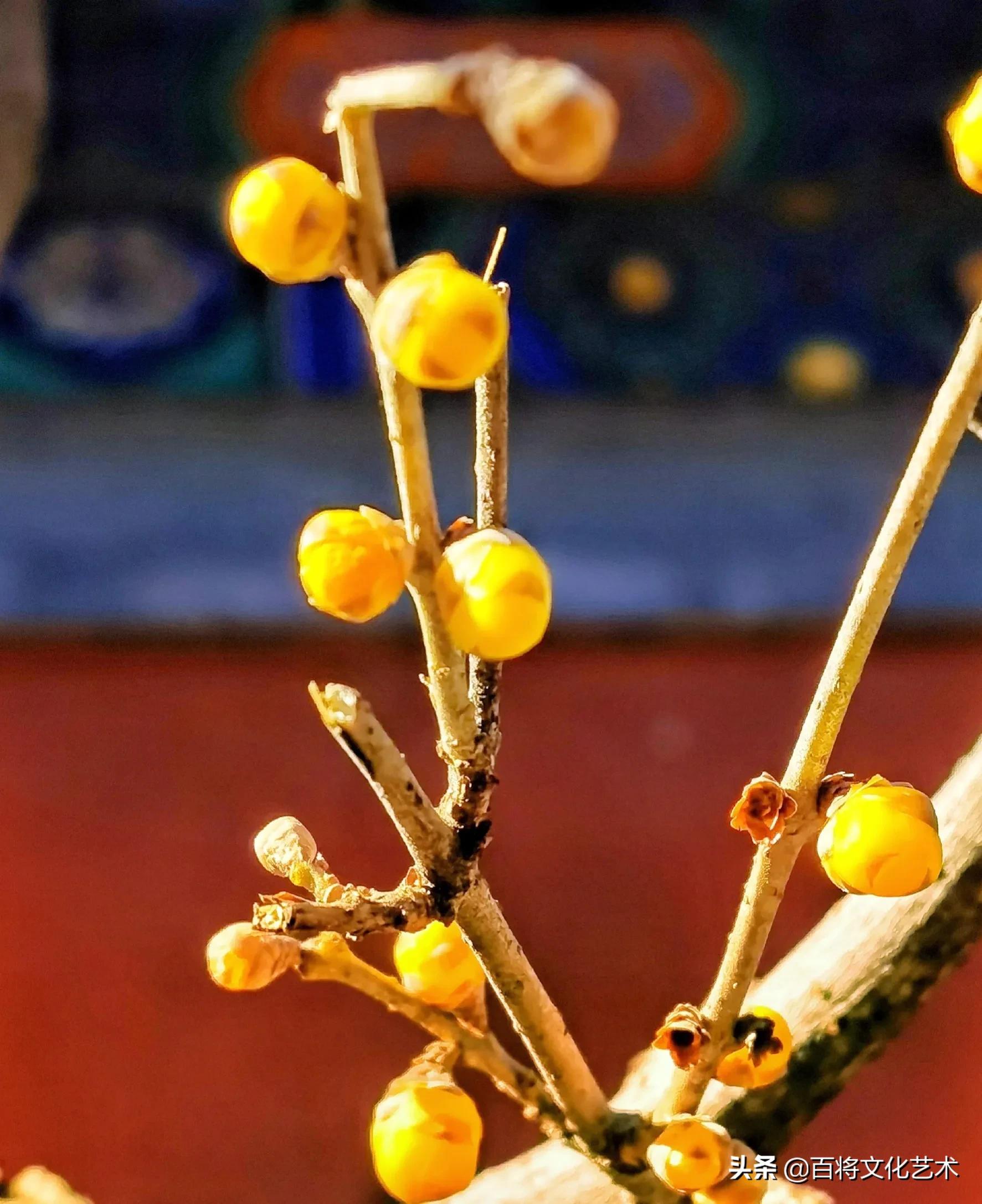 「百将文化」枝横碧玉天然瘦，恋破黄金分外香