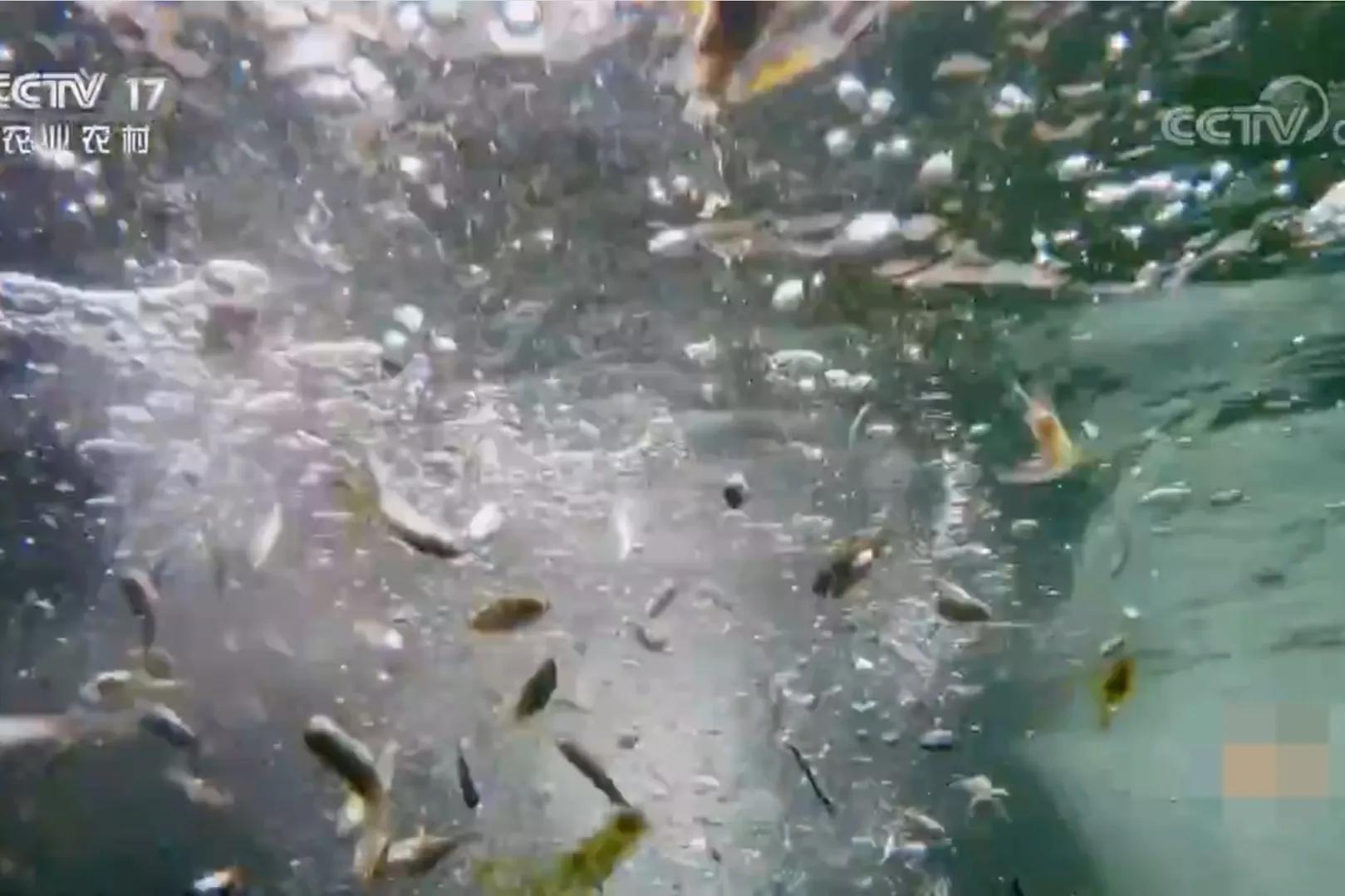 承包鱼塘也能年入百万,男子承包鱼塘后续