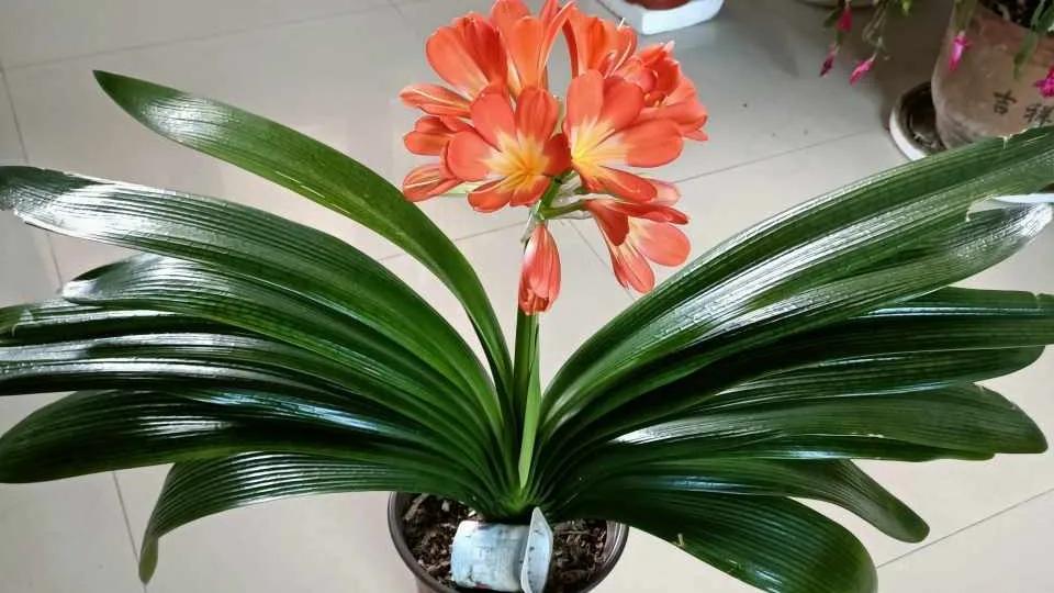 养花5个坏习惯你中了几条,养花黄叶变绿最快方法