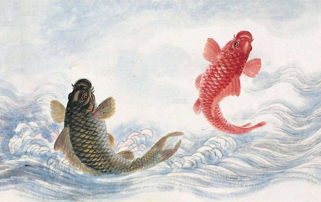 悬赏五百万抓鲤鱼,悬赏20万抓鱼