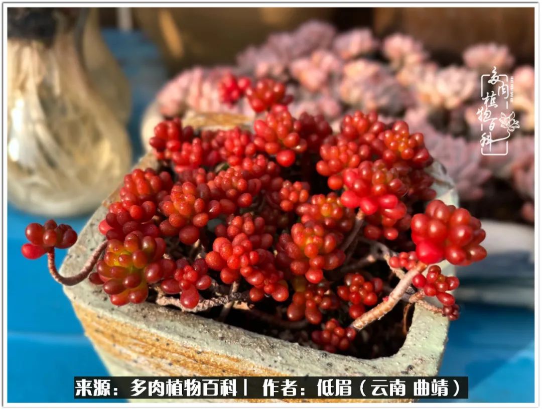 玉露多肉冬季分盆,玉露多肉怎样才能晶莹剔透