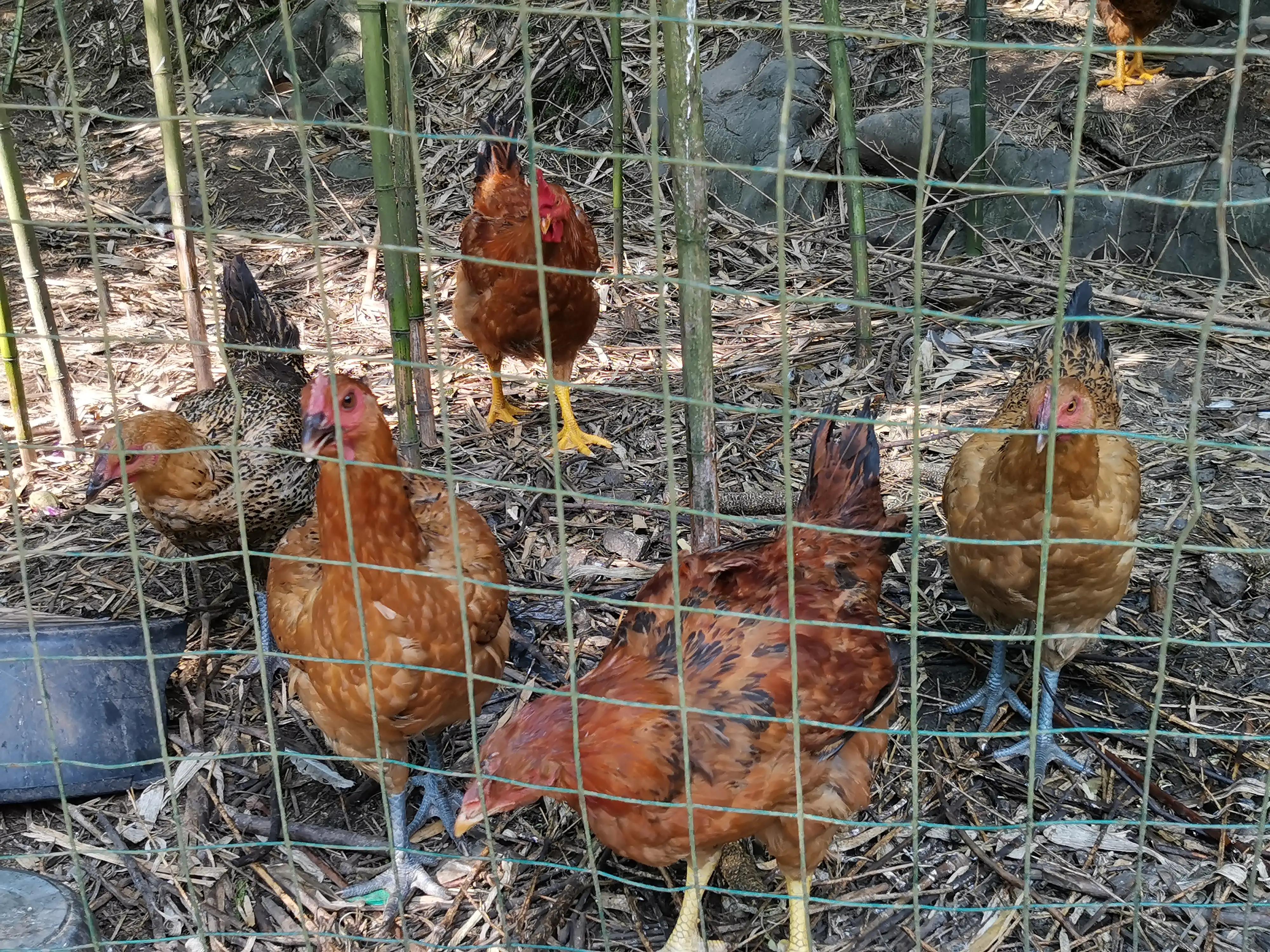 妗愭鍐滃閬挎殤,璐靛窞妗愭閬挎殤鍐滃