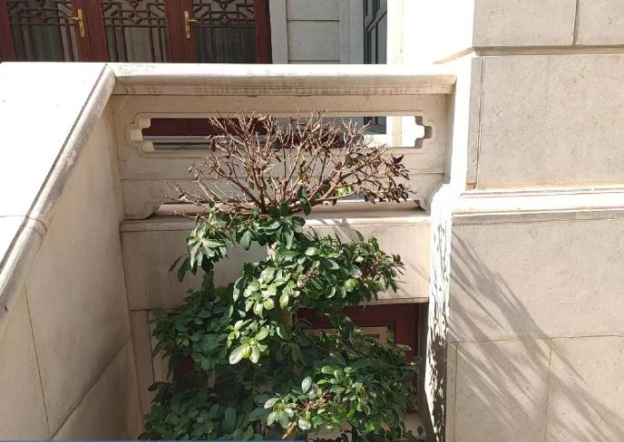 摇钱树盆景种植,如何养摇钱树盆景