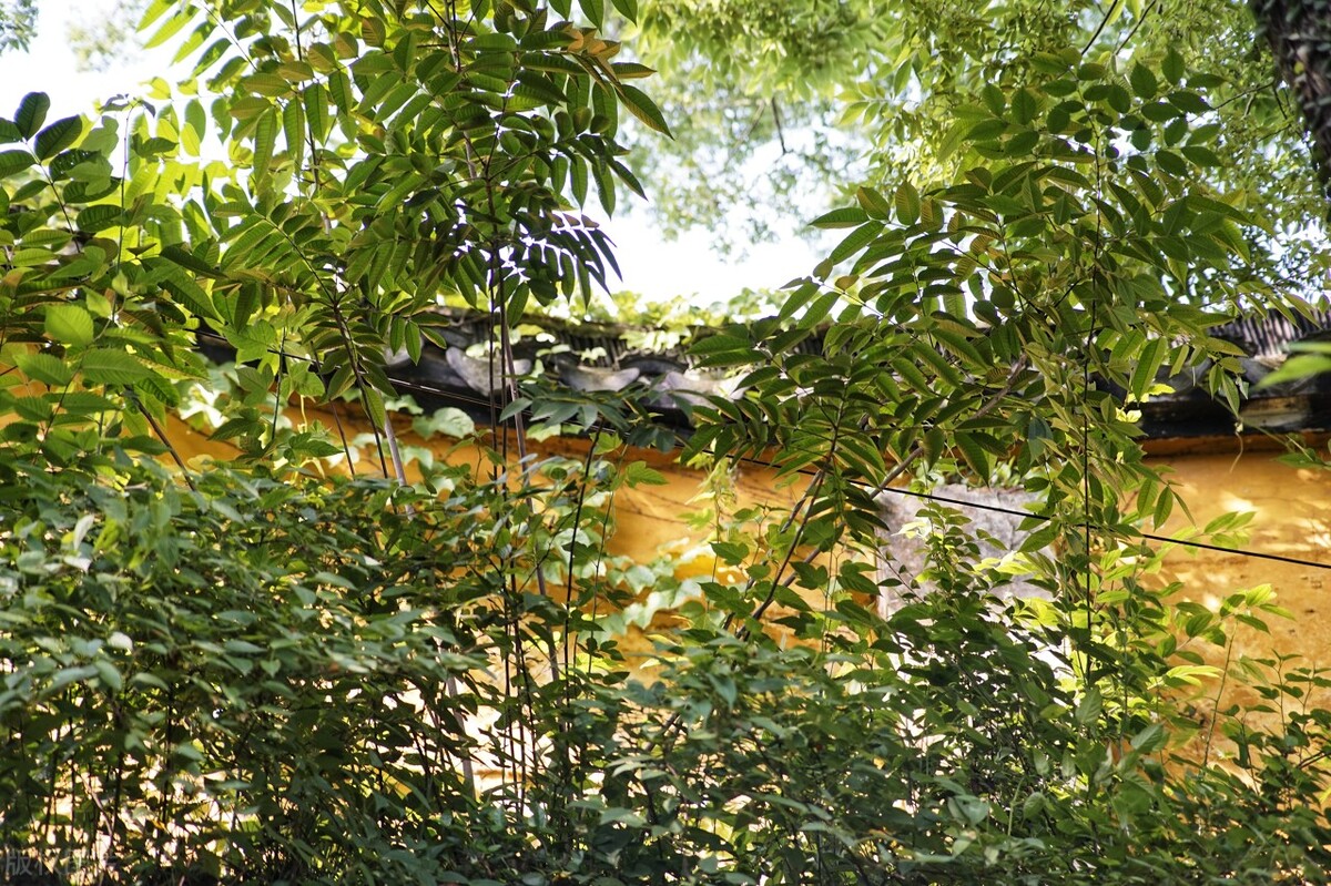 苏州游玩攻略小众景点推荐,苏州一日游最佳攻略姑苏区