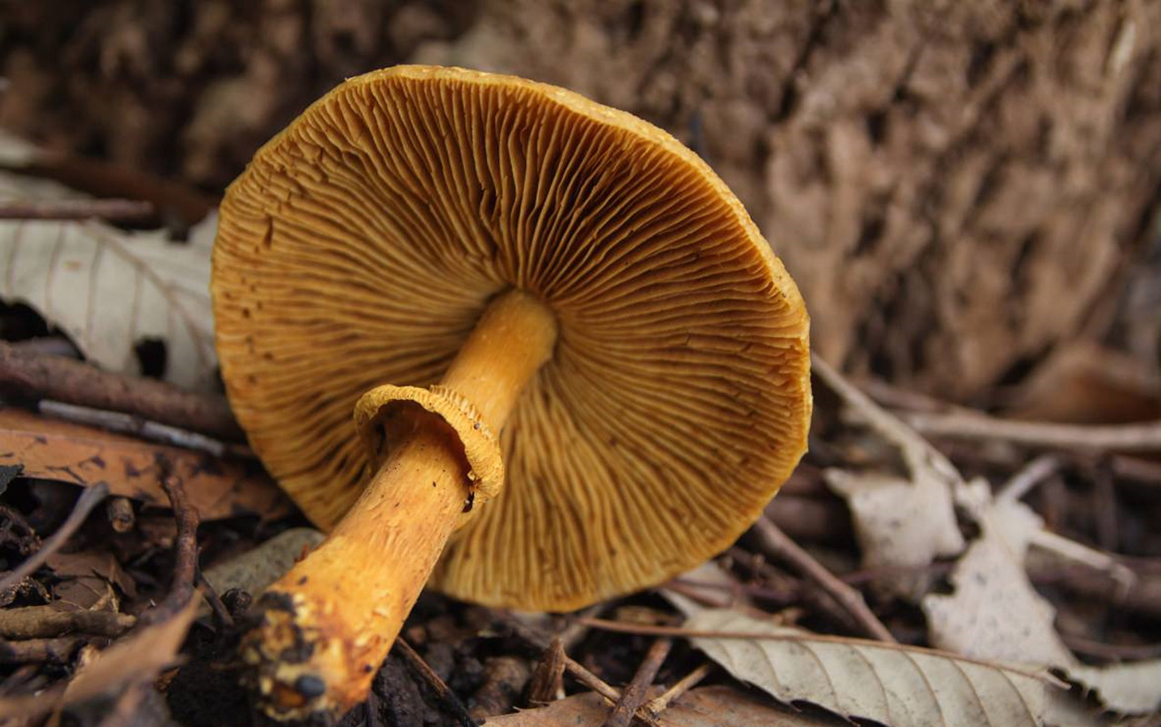 全球最大生命体活了近8000岁,世界上最大的生命体