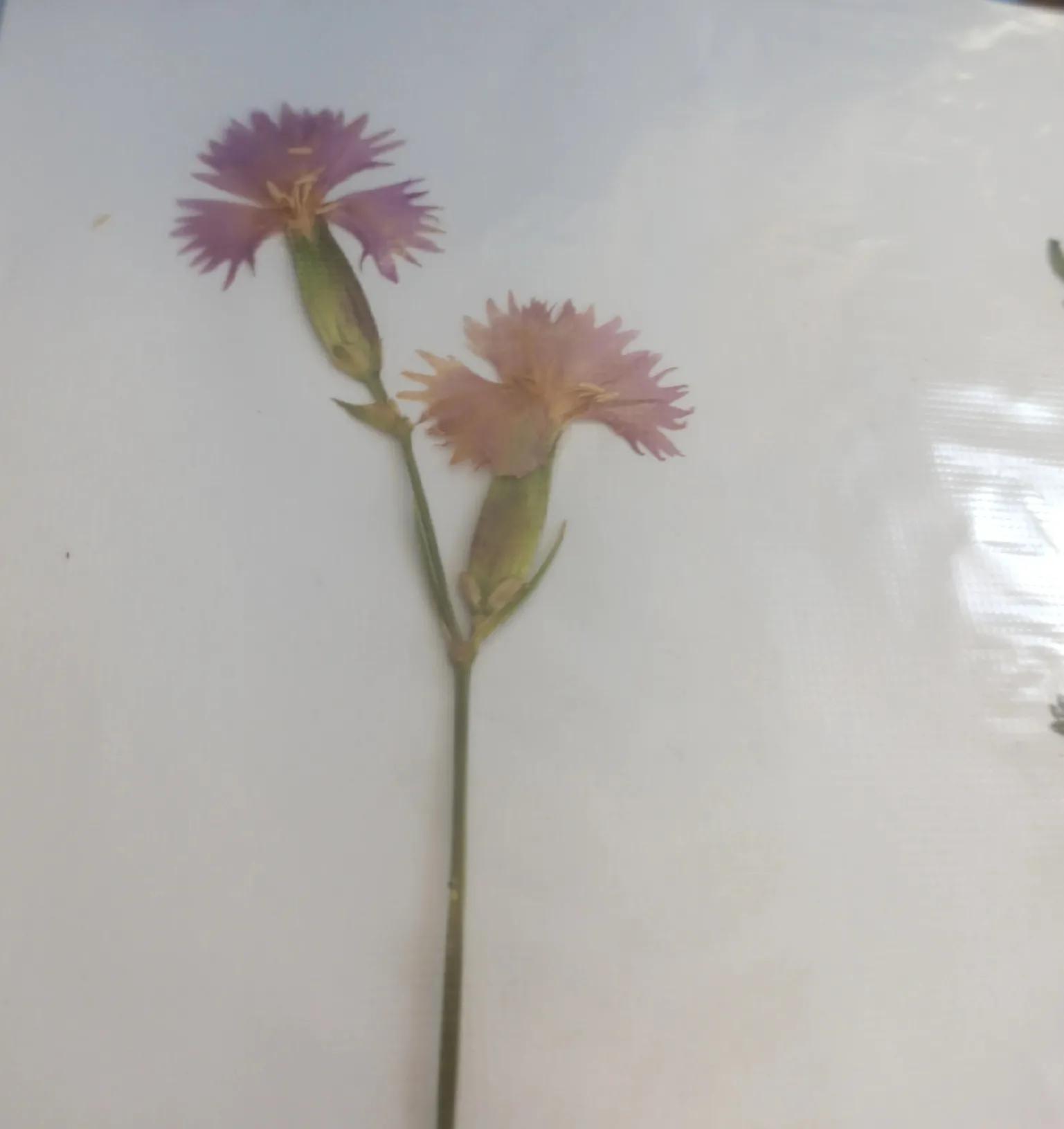 植物标本简单记录,常见却不普通的植物标本