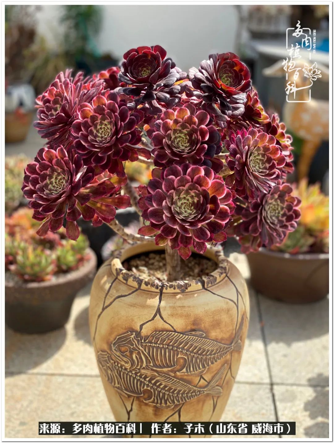 法师多肉成长史,法师多肉新手教程