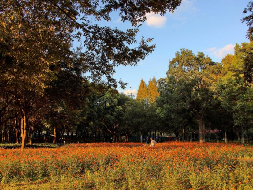 上海最美公园地铁站,上海地铁能直达的免费公园