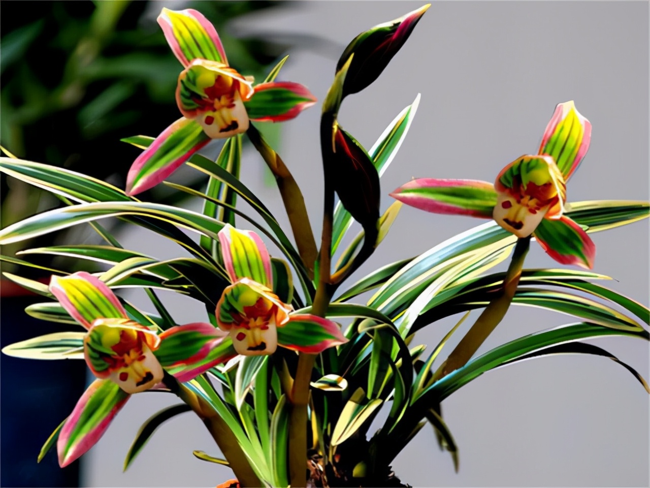 帝王妃金边矮种兰花带花苞,金边兰花帝王妃几月开花