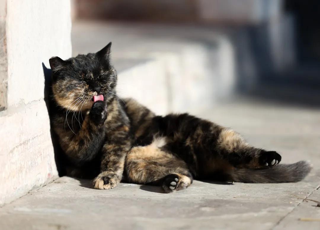 佳能eosr跟rp哪个好,佳能eosr3发布视频